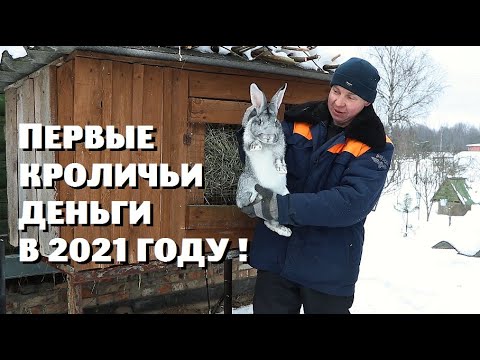 Видео: Наконец-то заработал первые деньги на кроликах!