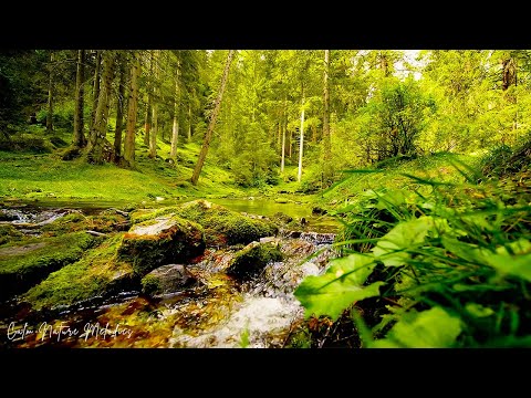Видео: Музыкальная терапия 🌿Успокаивающие мелодии для успокоения ума и медитации