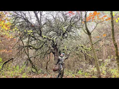 Видео: ДС - Лесная История