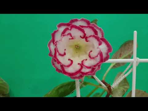 Видео: Сбор семян глоксиний.