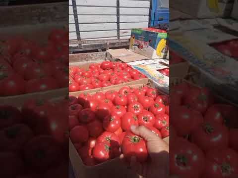 Видео: 26.06.2024 .Нарху Навои оптови помидор 🍅 🍅 бодринг. дехкон бозори регар .Нарху Наво арзон