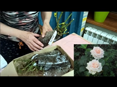 Видео: Розы из питомника РОЗАВСАД! Распаковка и тест посылки!