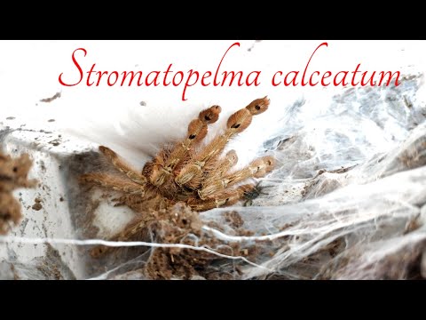 Видео: Живая природа дома. Забираем кокон у Stromatopelma calceatum