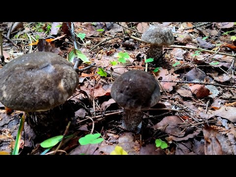 Видео: Красивые благородные грибы осеннего леса! 16.09.2023