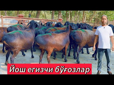 Видео: Йош егизакчи бўғоз қўйлар ва хисори Она бола қўйлар