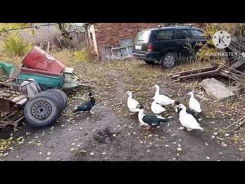 Видео: Поехали за карпиками для пруда но не доехали. 
