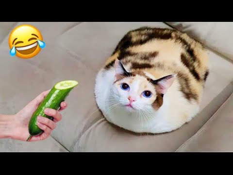 Видео: Эти забавные кошки и собаки вас рассмешат! 😆