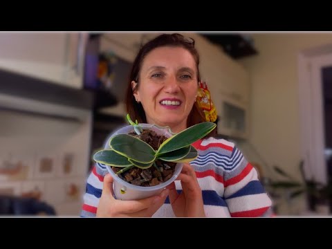 Видео: СРОЧНО ИСПРАВЛЯЮ ГРУБЫЕ ОШИБКИ В УХОДЕ ЗА ОРХИДЕЯМИ