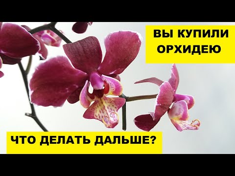 Видео: ВЫ КУПИЛИ ОРХИДЕЮ. ЧТО ДЕЛАТЬ ДАЛЬШЕ?