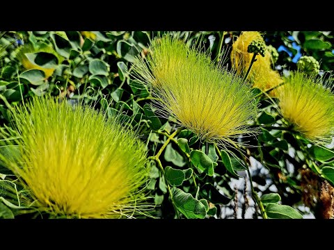 Видео: #Альбиция леббек,#стрелиция королевская,#ипомея,#леукофиллум -прекрасный букет! #Ашдод.#Израиль.