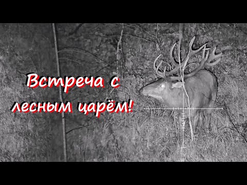 Видео: Охота с ночным прицелом на кабана / Taipan-076 & Сайга-МК-03  7.62х39 / Лесной царь! / Два трофея!