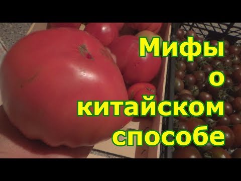 Видео: Мифы или правда о китайском способе выращивания томатов.