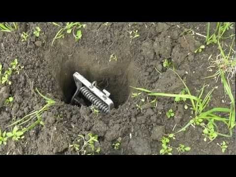 Видео: Ловля кротов с мальчиками в Северной Англии