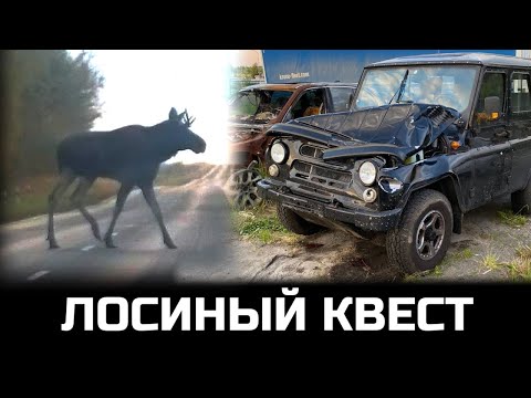 Видео: Сбил лося на дороге. Можно ли было избежать ДТП? Лосиный квест…