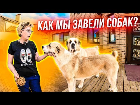 Видео: Сколько стоит содержать собаку? Завели ДВУХ АЛАБАЕВ. Цены на питание и содержание. Азиатская овчарка