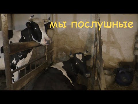 Видео: Как приручить корову? Ласковые, добрые, дрессированные коровы - это просто!