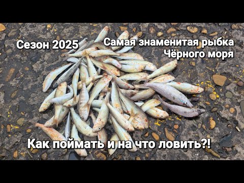 Видео: Самая знаменитая рыба Чёрного моря. Сезон рыбалки в Сочи 2025. Как поймать барабулю с  берега? Mira