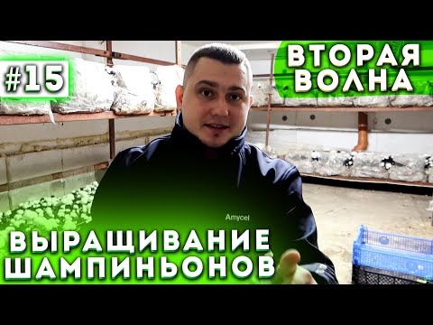 Видео: #15 Бизнес В Гараже | 2 Волна | Выращивание Шампиньонов