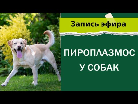 Видео: Пироплазмоз у собак