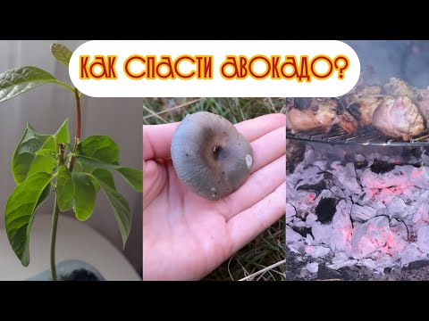Видео: Vlog:Собираем грибы с фонариком. Нужна помощь 🌿