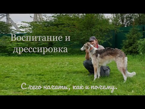 Видео: Дрессировка и воспитание собаки. С чего начать, как и почему