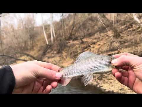 Видео: Рыбалка на хариуса 