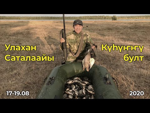 Видео: Күhүҥҥү булт - 2020 / Маҕарас / Улахан Саталаайы