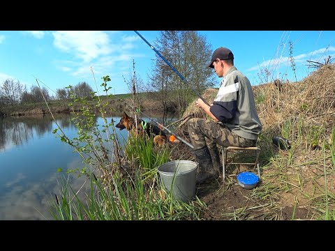 Видео: На болото! Весенняя рыбалка на поплавок