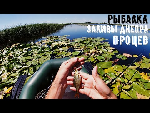Видео: Рыбалка Процев / День рыбака
