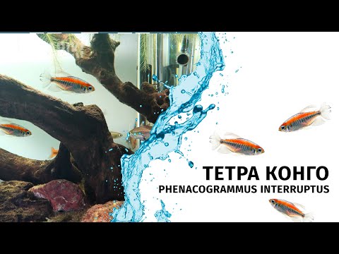 Видео: Мои новые питомцы - Тетра Конго / Phenacogrammus interruptus