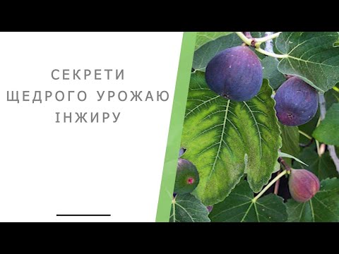 Видео: Секрети щедрого урожаю інжиру