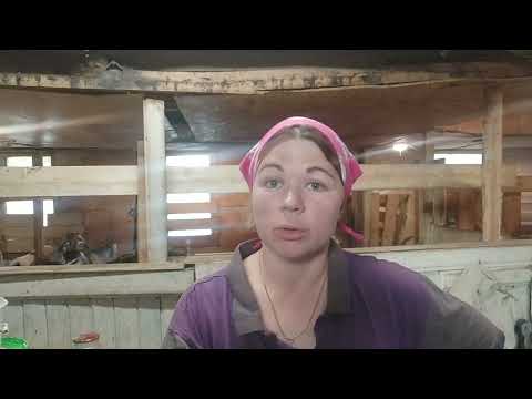 Видео: Охота у коз🥰 🥰🥰🥰