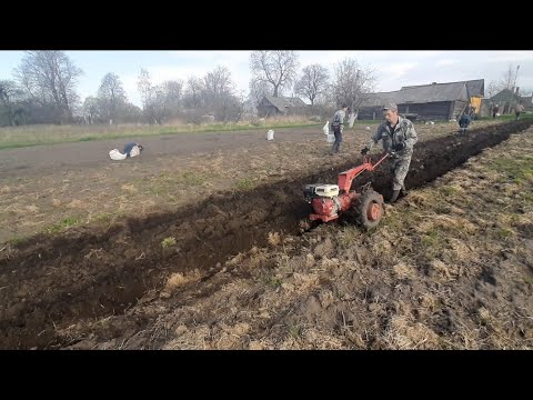 Видео: посадка картошки под плуг с первой борозды.