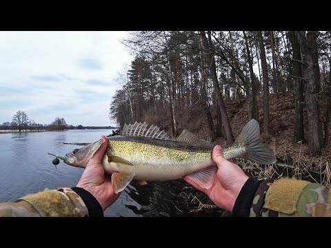 Видео: Ловля СУДАКА на ДЖИГ | Осиповичское водохранилище