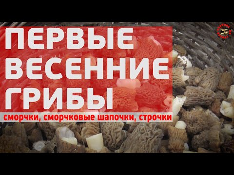 Видео: Первые весенние грибы начинаются: сморчки конические, сморчковые шапочки, строчки гигантские