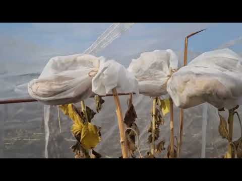 Видео: Очевидное невероятное. 1000 новых гибридов подсолнечника. Смотрите до конца.