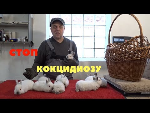Видео: Вздутие у крольчат, профилактика кокцидиоза