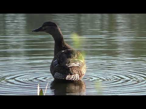 Видео: Подсадные утки. Закрытие сезона 30.04.24