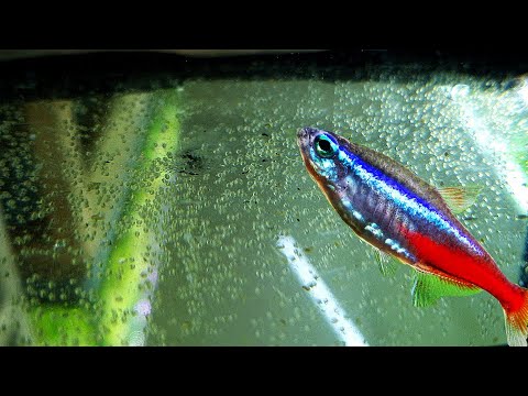 Видео: Полно икры неона и красный неон на нерест