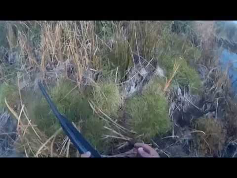 Видео: 29.09.2014 Охота на уток