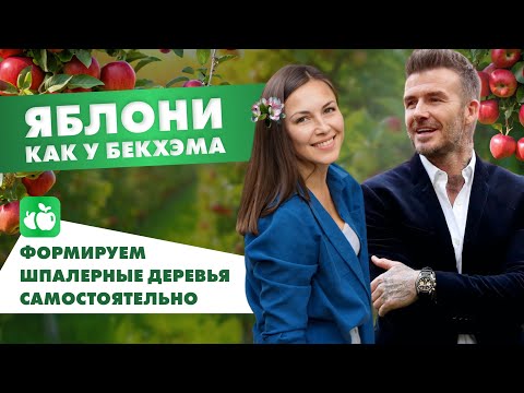 Видео: Яблони как у Бекхэма. Формируем плодовые деревья на шпалере самостоятельно.
