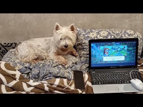 Видео: 🙂✌️🏕️🐬БЕЛАРУСКАЯ ДЕРЕВНЯ, ТОРГОВЛЯ ЧЕРЕЗ Маркетплейсы. Удивительно недорогое, но полезное занятие 🙂