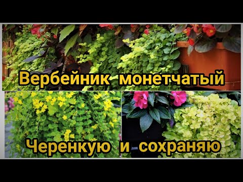 Видео: Вербейник монетчатый. Его капризы и успехи укоренения.
