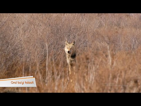 Видео: Прекрасный Каракалпакстан (3 серия)