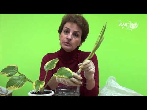 Видео: Что делать с тюльпанами после выгонки. Сайт "Садовый мир"