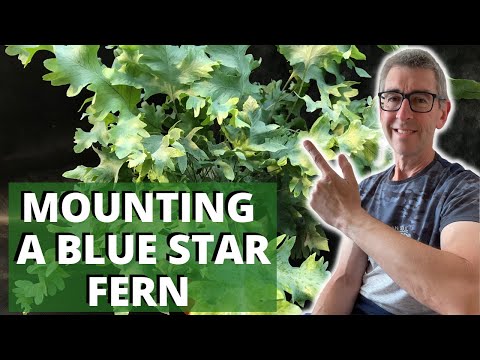 Видео: Выращивание папоротника «Голубая звезда» эпифитно — установка флебодия