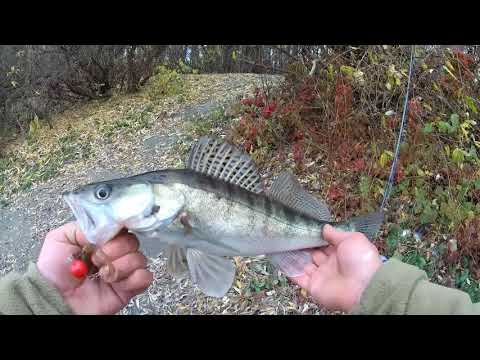 Видео: Джиг с берега по Десне ! рыба есть ! Советы новичкам !