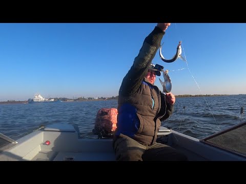 Видео: Осенний жор чехони на волге.Рыбалка с лодки на обычные закидушки.