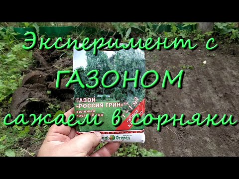 Видео: Эксперимент С Посадкой Газона Сеем Газон На Сорняки