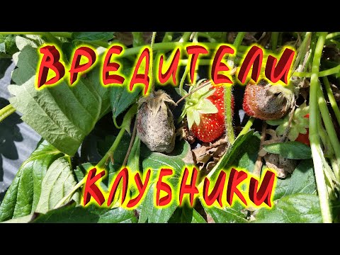 Видео: Вредители клубники и борьба с ними Народные и химические способы методы борьбы Как защитить клубнику